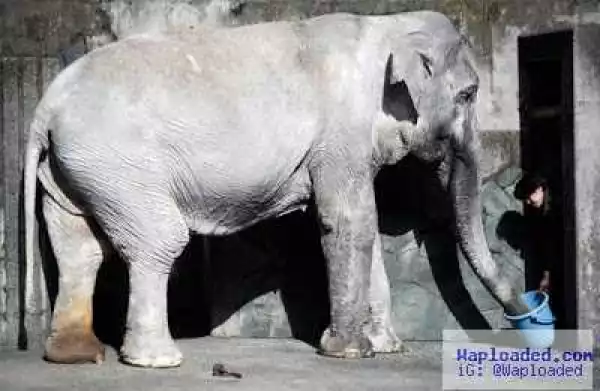 Photos: Loneliest elephant in the world dies aged 69